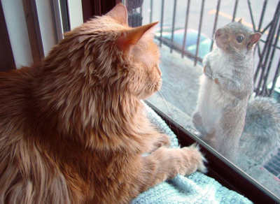 http://www.picador.ru/animals/image/079.jpg
