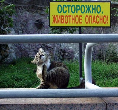 Фотографии животных, насекомых, рыб