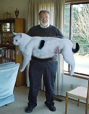 Прикольные фотографии животных