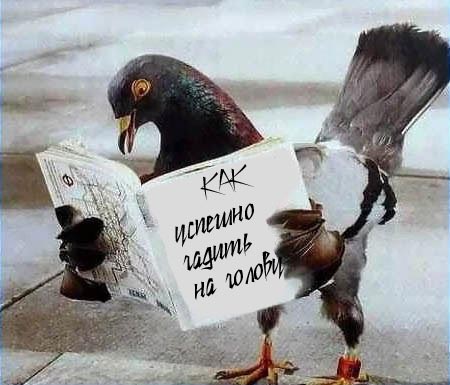 Прикольные фотографии животных