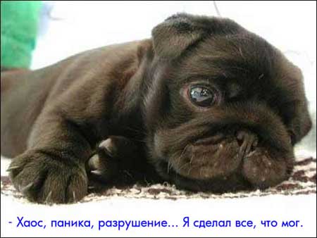 Прикольные фотографии животных