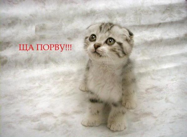 Прикольные фотографии животных