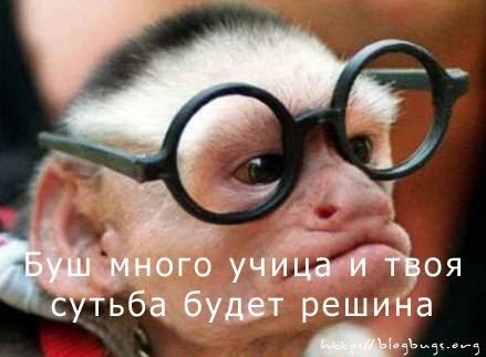 Прикольные фотографии животных