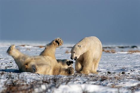 Фото животных