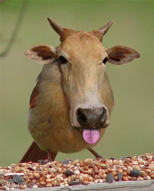   ,    