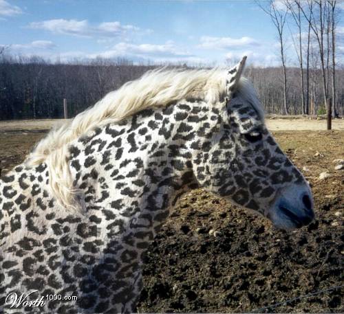 Фотографии животных, людей из Фотошопа