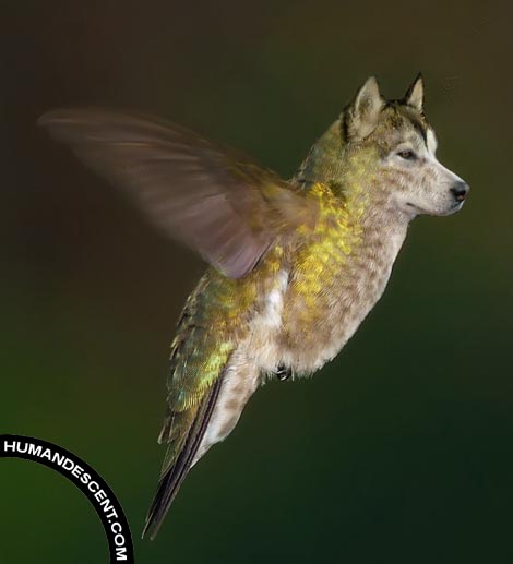 Фотографии животных, людей из Фотошопа