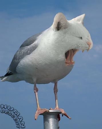   ,    